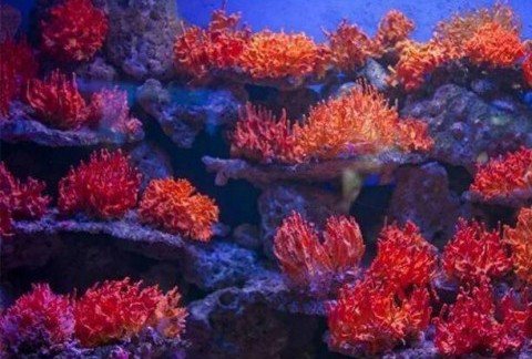 图解珊瑚和海竹的区别，别再傻乎乎地上当受骗了！