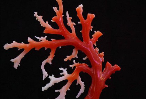 想要入手红珊瑚，这些误区和盲点你必须得了解！