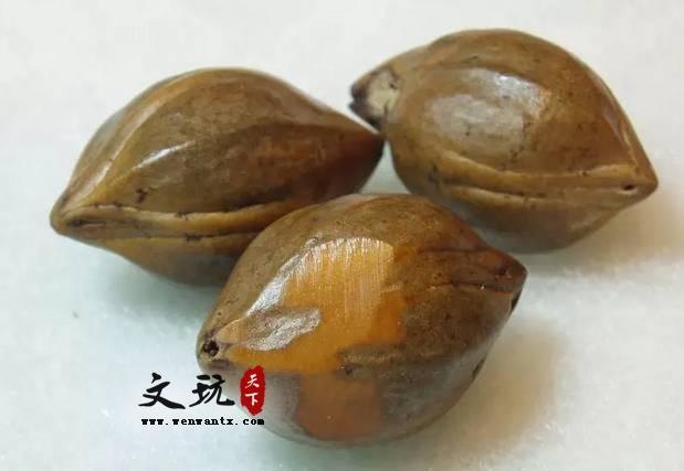 科普：橄榄核的分类-3